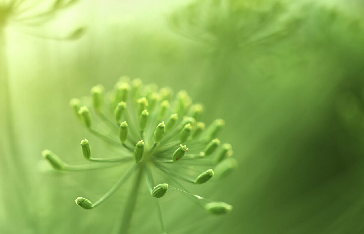 Green botanical close-up, with soft and blurred background