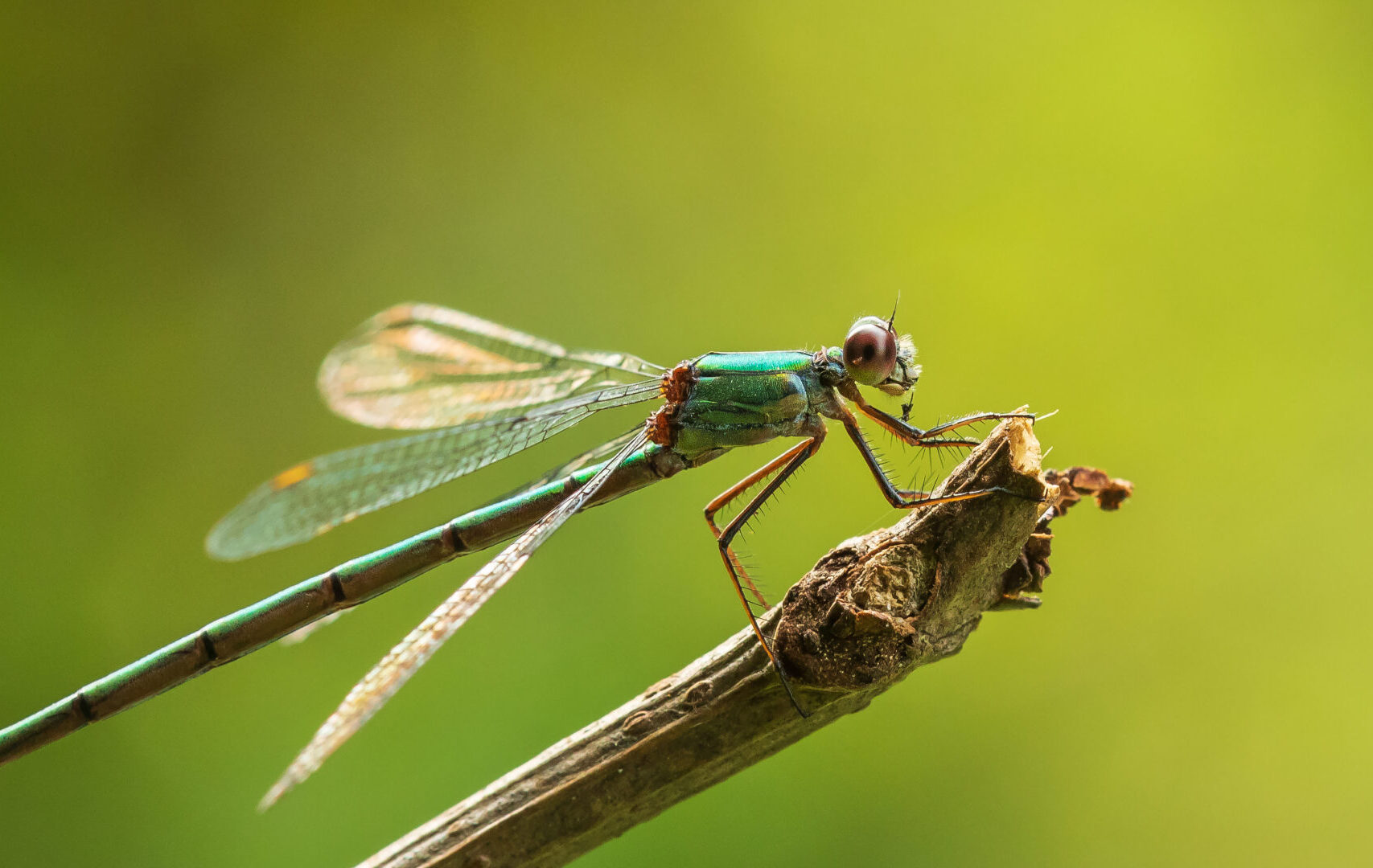 Macro shot of dragonfly resting on a small branch
